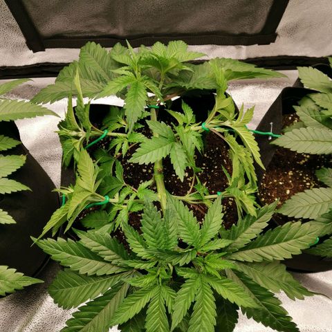 SF2000 - First Grow growlog timeline photo