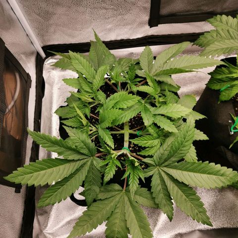 SF2000 - First Grow growlog timeline photo