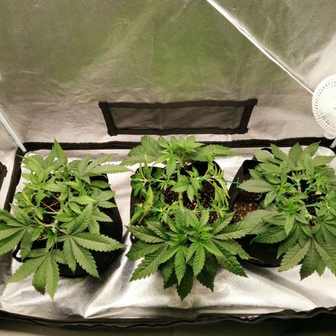 SF2000 - First Grow growlog timeline photo