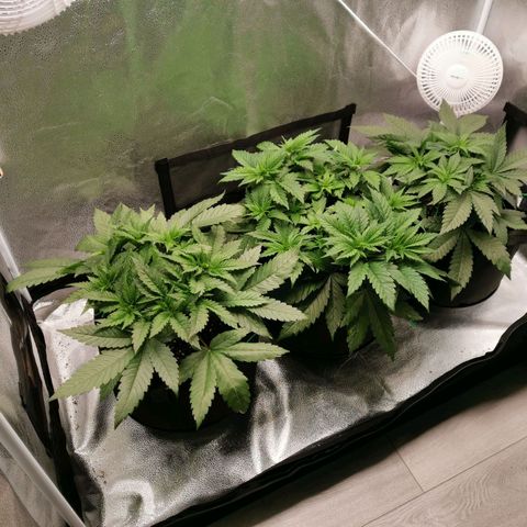 SF2000 - First Grow growlog timeline photo