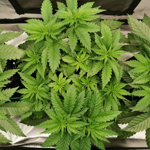 SF2000 - First Grow growlog timeline photo
