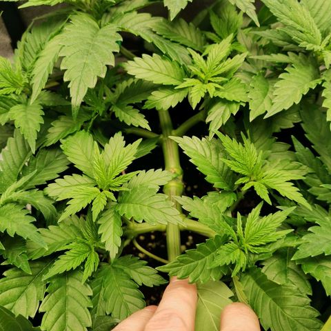 SF2000 - First Grow growlog timeline photo