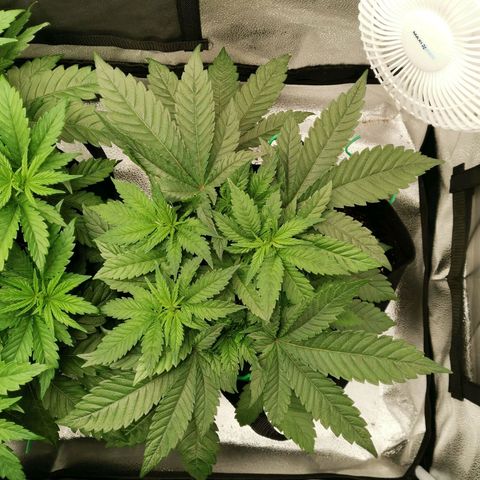 SF2000 - First Grow growlog timeline photo