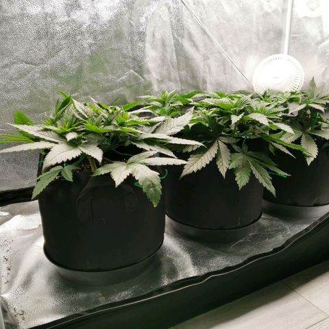 SF2000 - First Grow growlog timeline photo