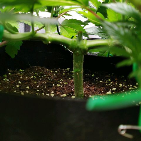SF2000 - First Grow growlog timeline photo