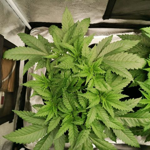 SF2000 - First Grow growlog timeline photo