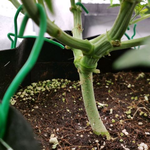 SF2000 - First Grow growlog timeline photo