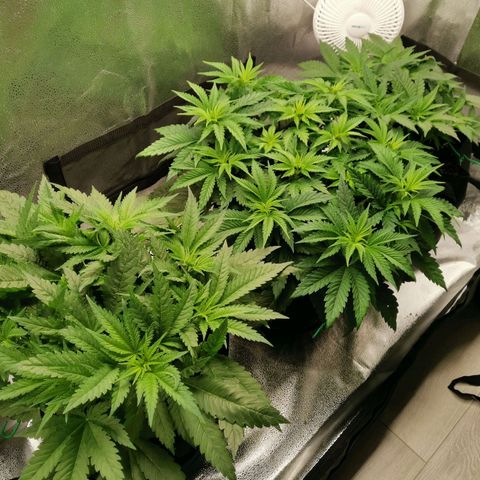 SF2000 - First Grow growlog timeline photo