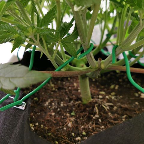 SF2000 - First Grow growlog timeline photo