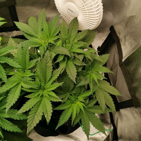 SF2000 - First Grow growlog timeline photo