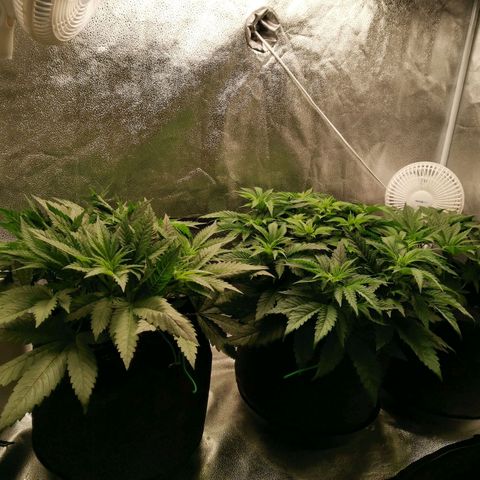 SF2000 - First Grow growlog timeline photo