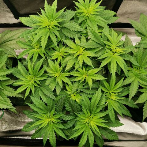SF2000 - First Grow growlog timeline photo