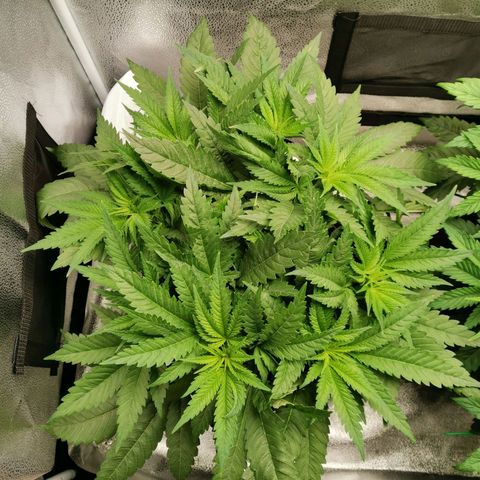SF2000 - First Grow growlog timeline photo