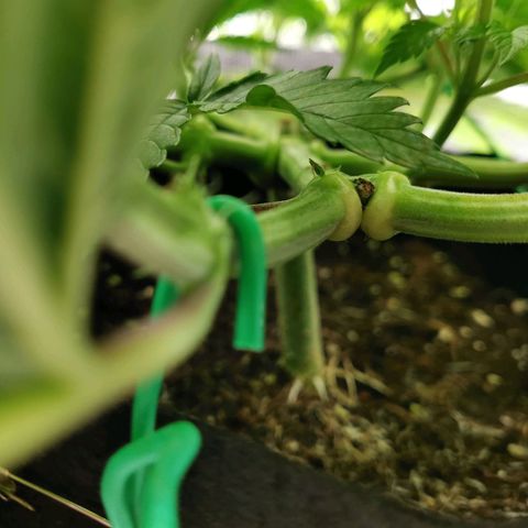 SF2000 - First Grow growlog timeline photo
