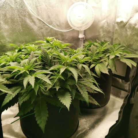 SF2000 - First Grow growlog timeline photo