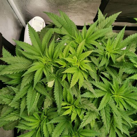 SF2000 - First Grow growlog timeline photo