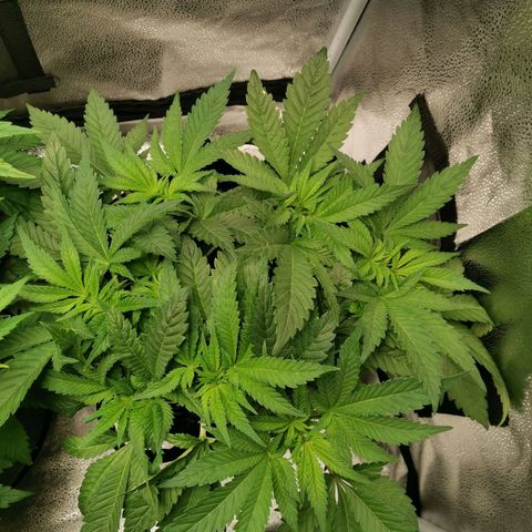 SF2000 - First Grow growlog timeline photo