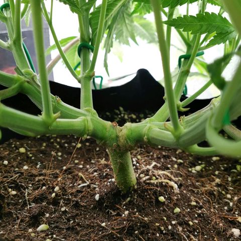 SF2000 - First Grow growlog timeline photo