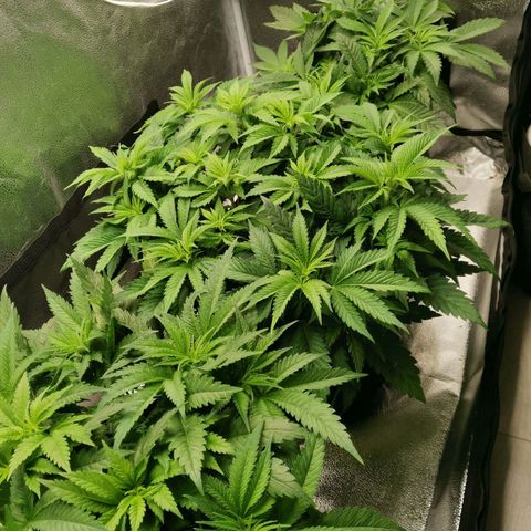 SF2000 - First Grow growlog timeline photo