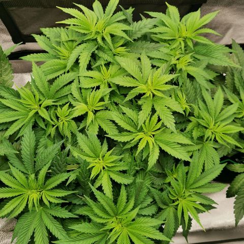 SF2000 - First Grow growlog timeline photo
