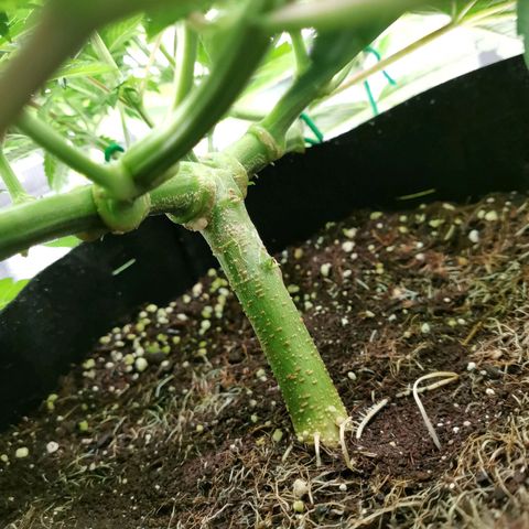 SF2000 - First Grow growlog timeline photo