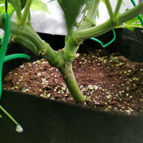 SF2000 - First Grow growlog timeline photo