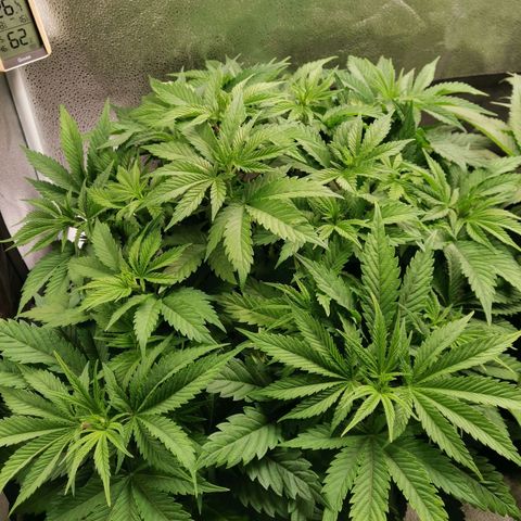 SF2000 - First Grow growlog timeline photo
