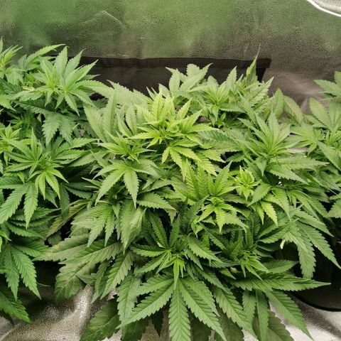 SF2000 - First Grow growlog timeline photo