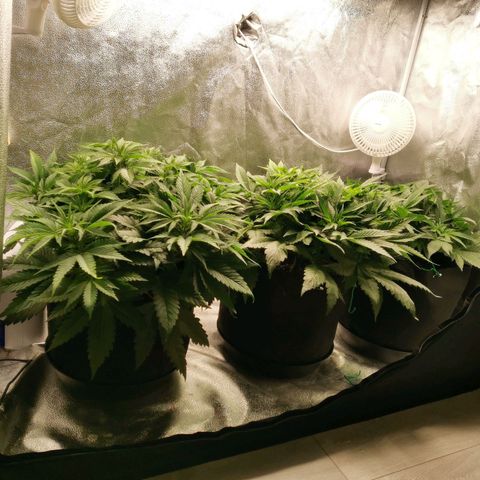 SF2000 - First Grow growlog timeline photo