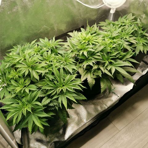SF2000 - First Grow growlog timeline photo