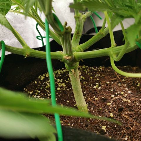 SF2000 - First Grow growlog timeline photo