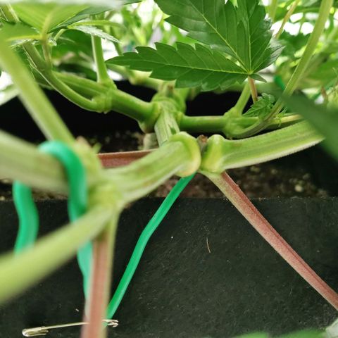 SF2000 - First Grow growlog timeline photo