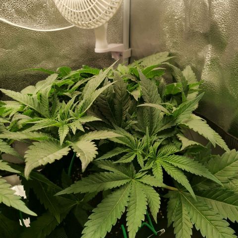 SF2000 - First Grow growlog timeline photo