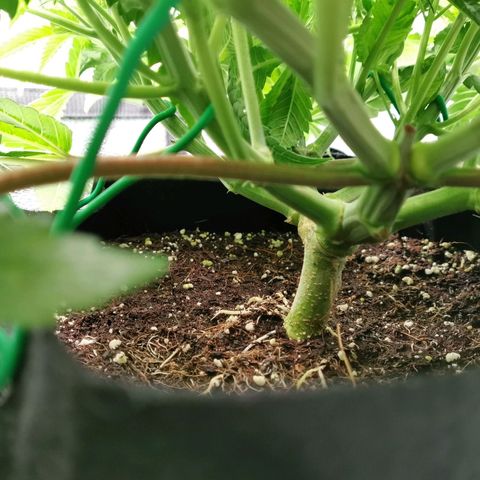 SF2000 - First Grow growlog timeline photo