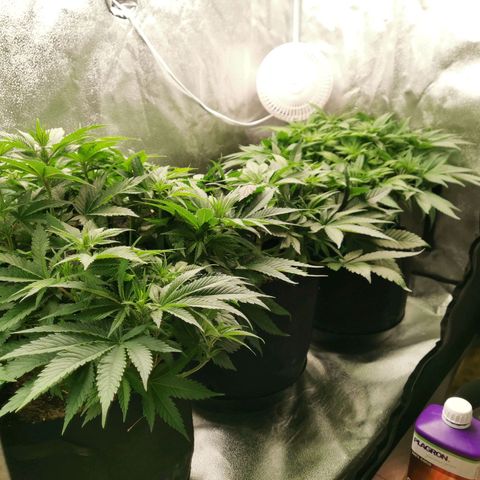 SF2000 - First Grow growlog timeline photo