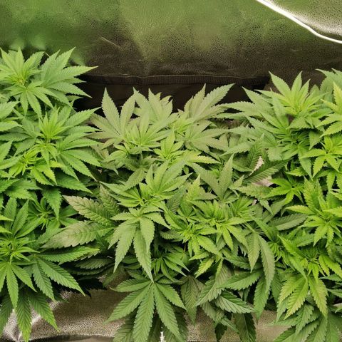 SF2000 - First Grow growlog timeline photo