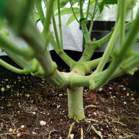 SF2000 - First Grow growlog timeline photo