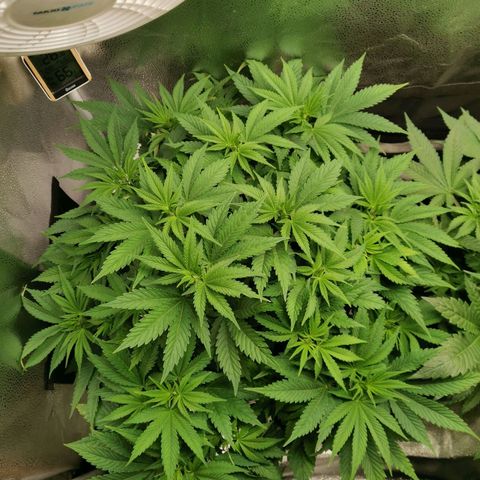 SF2000 - First Grow growlog timeline photo