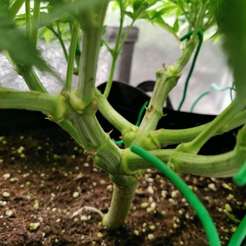 SF2000 - First Grow growlog timeline photo