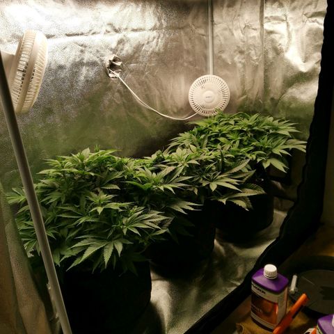 SF2000 - First Grow growlog timeline photo
