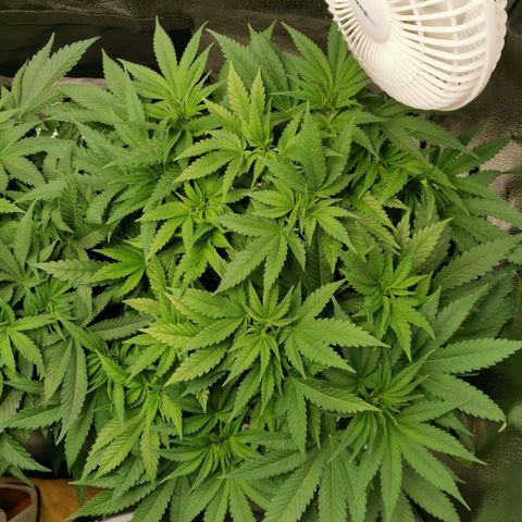 SF2000 - First Grow growlog timeline photo