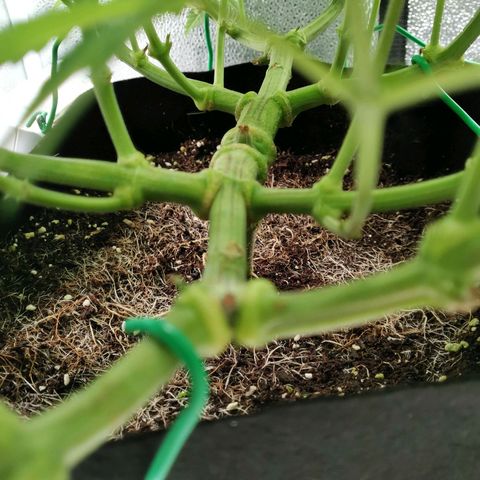 SF2000 - First Grow growlog timeline photo