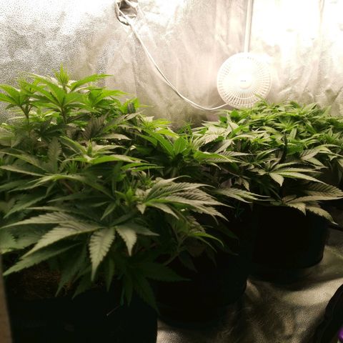 SF2000 - First Grow growlog timeline photo
