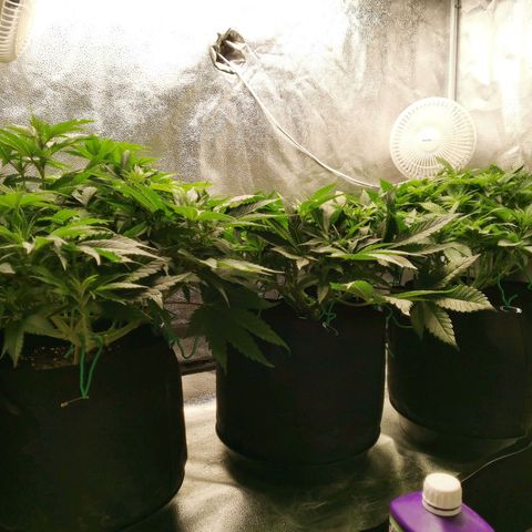 SF2000 - First Grow growlog timeline photo