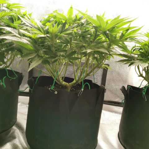 SF2000 - First Grow growlog timeline photo