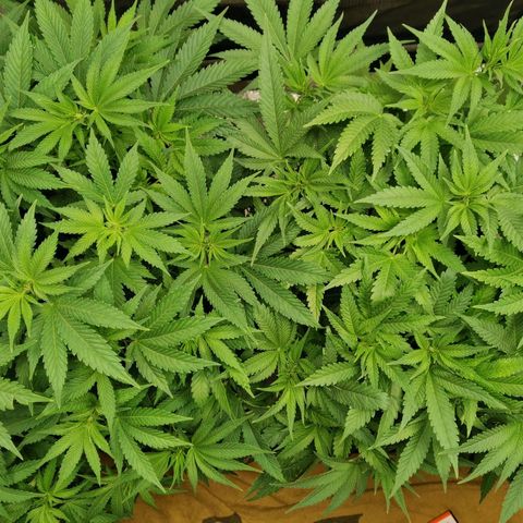 SF2000 - First Grow growlog timeline photo