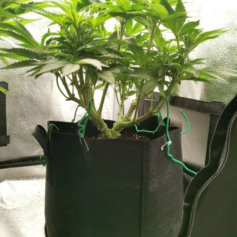 SF2000 - First Grow growlog timeline photo