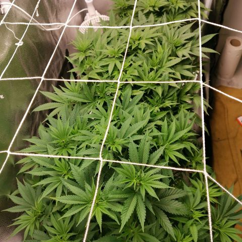 SF2000 - First Grow growlog timeline photo
