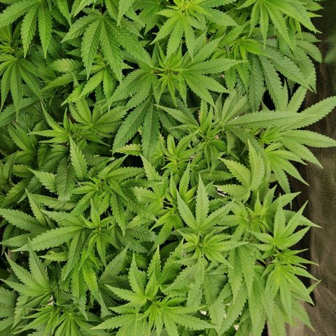 SF2000 - First Grow growlog timeline photo