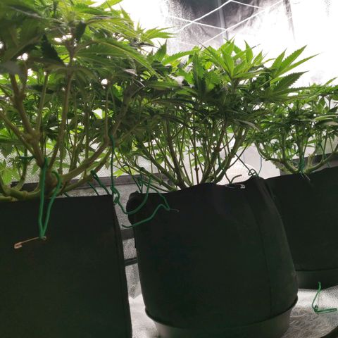 SF2000 - First Grow growlog timeline photo